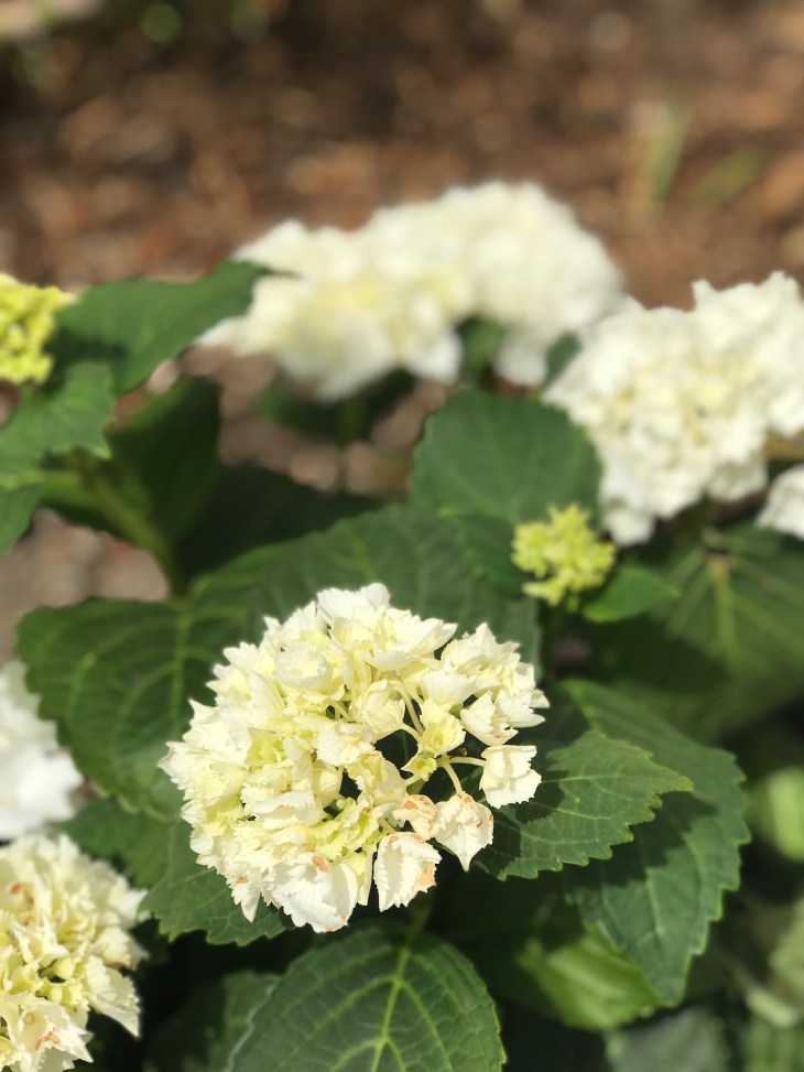 01c3398042e0a4dc577f30c2f66bed4bfb1bdb8f5b