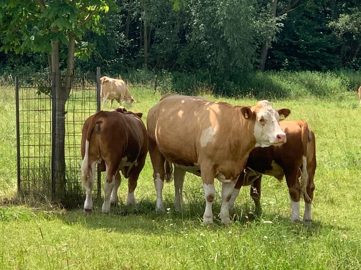 01ebce9b962802c7cf2150ecab03b7d68c0d8aae3f